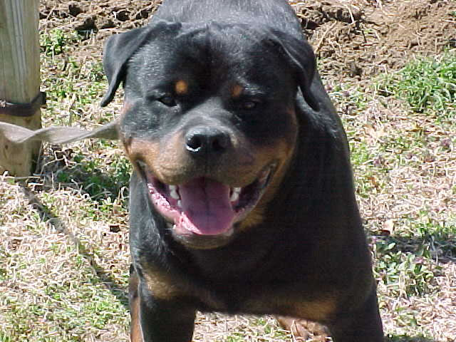 Name:  rottweiler.jpg
Views: 856
Size:  86.1 KB